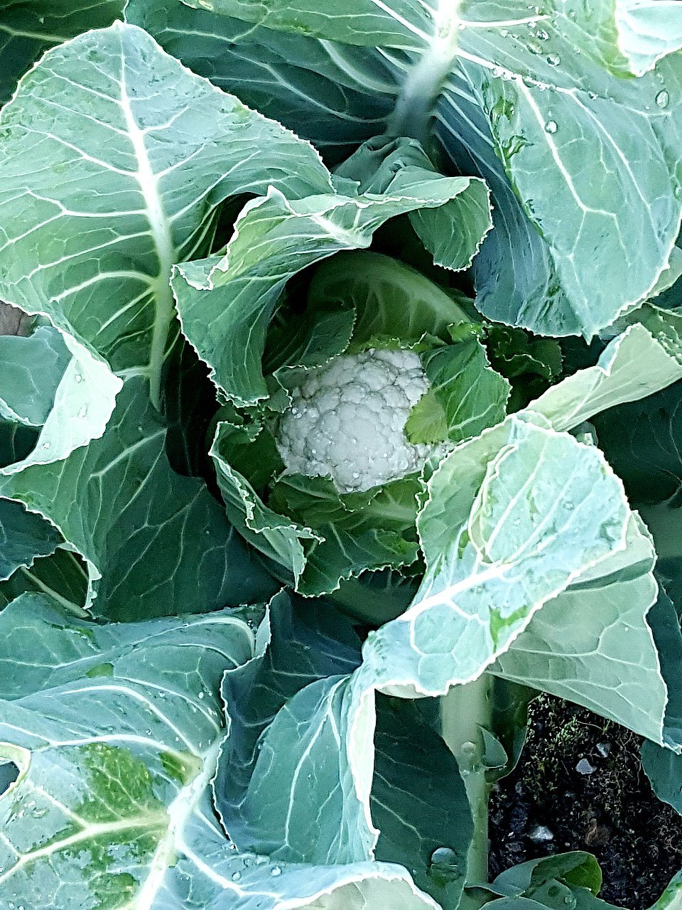 Cauliflower bud