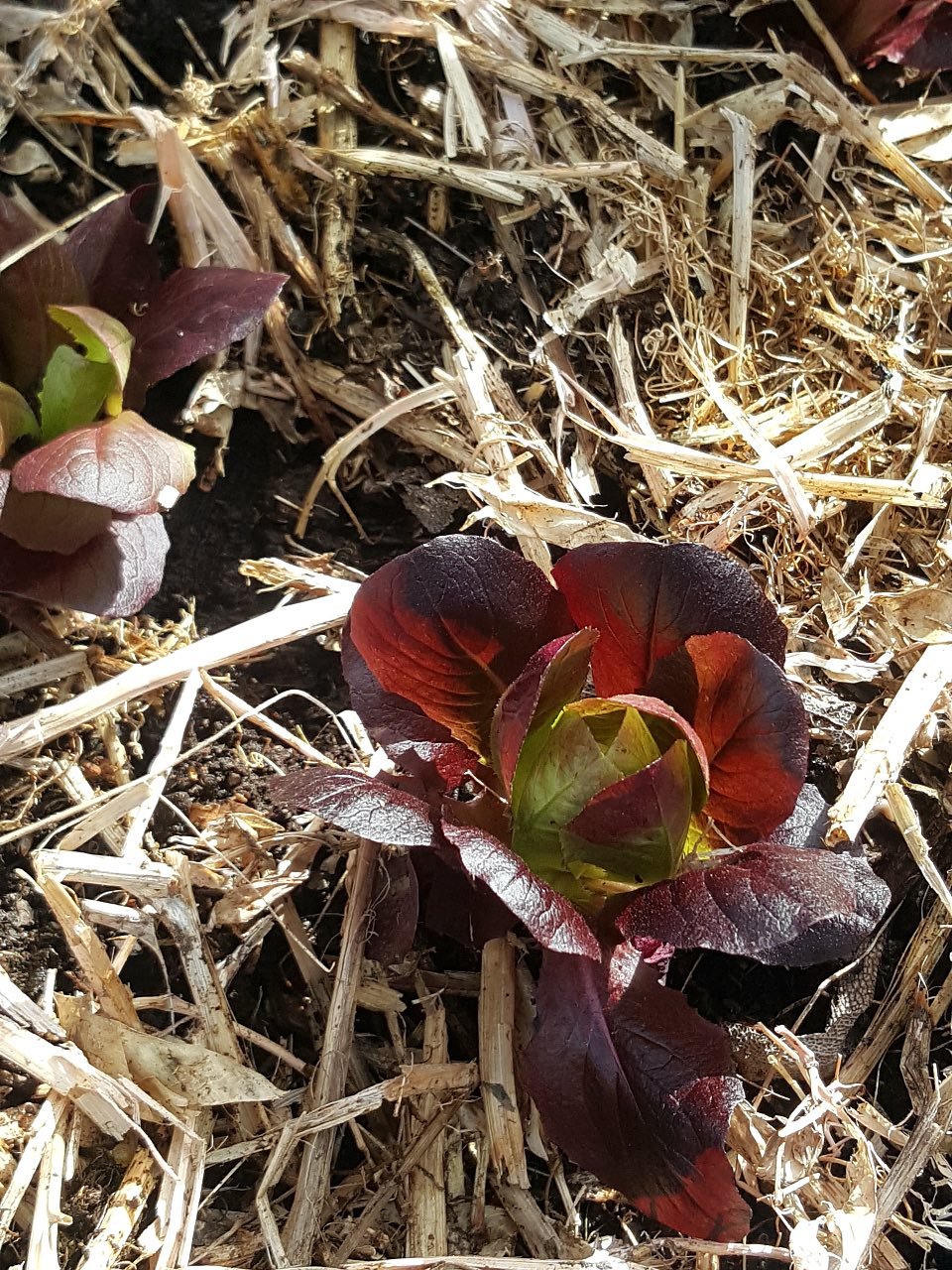 Red lettuce