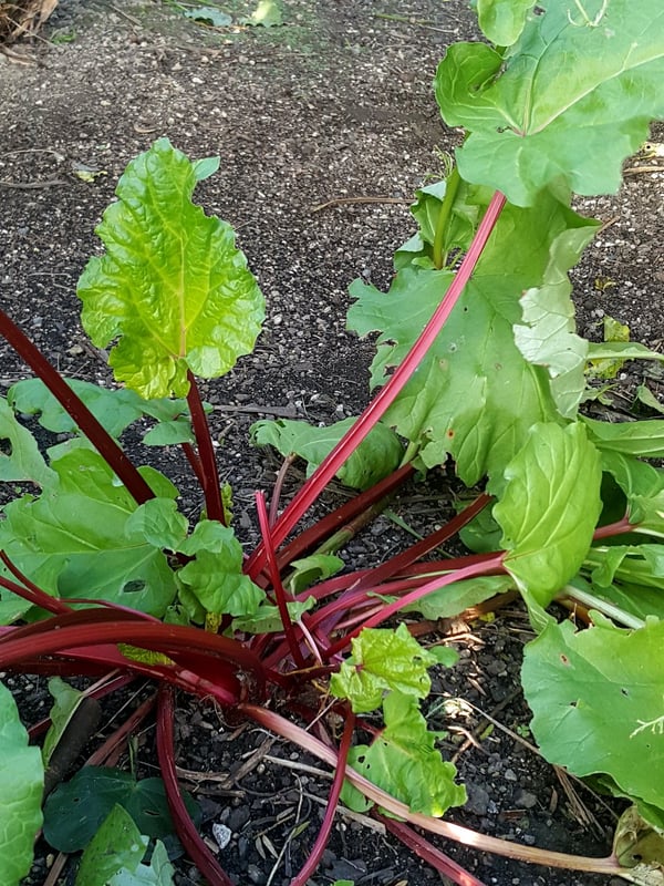 Rhubarb