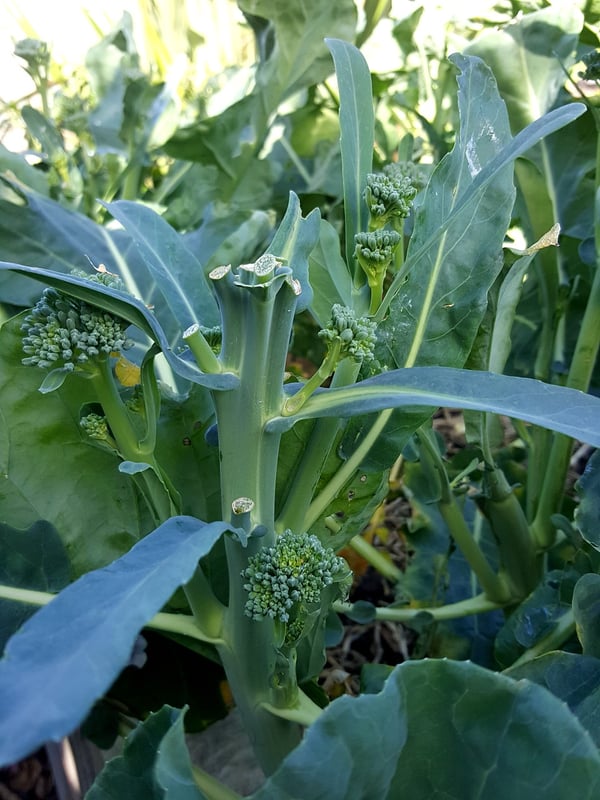 Tender-skinned broccoli