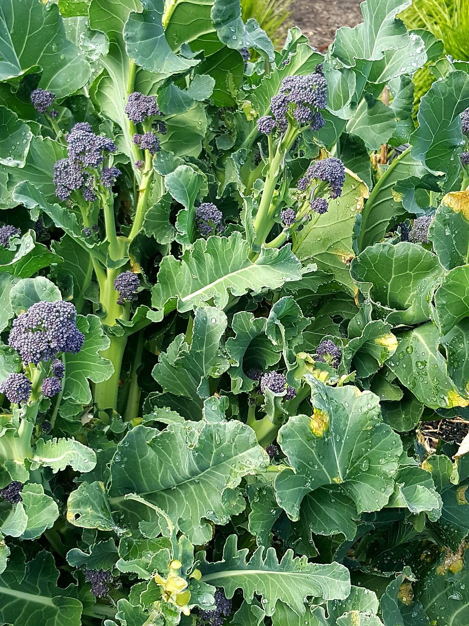 Purple broccoli