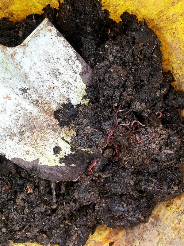 Worms
