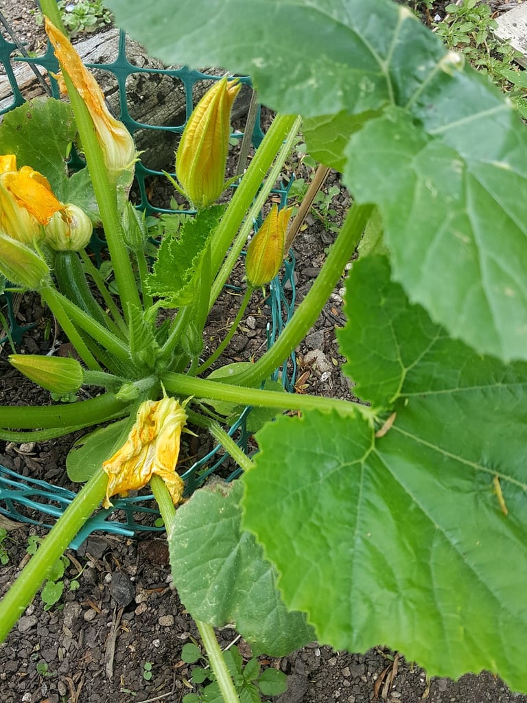 First summer zucchini.