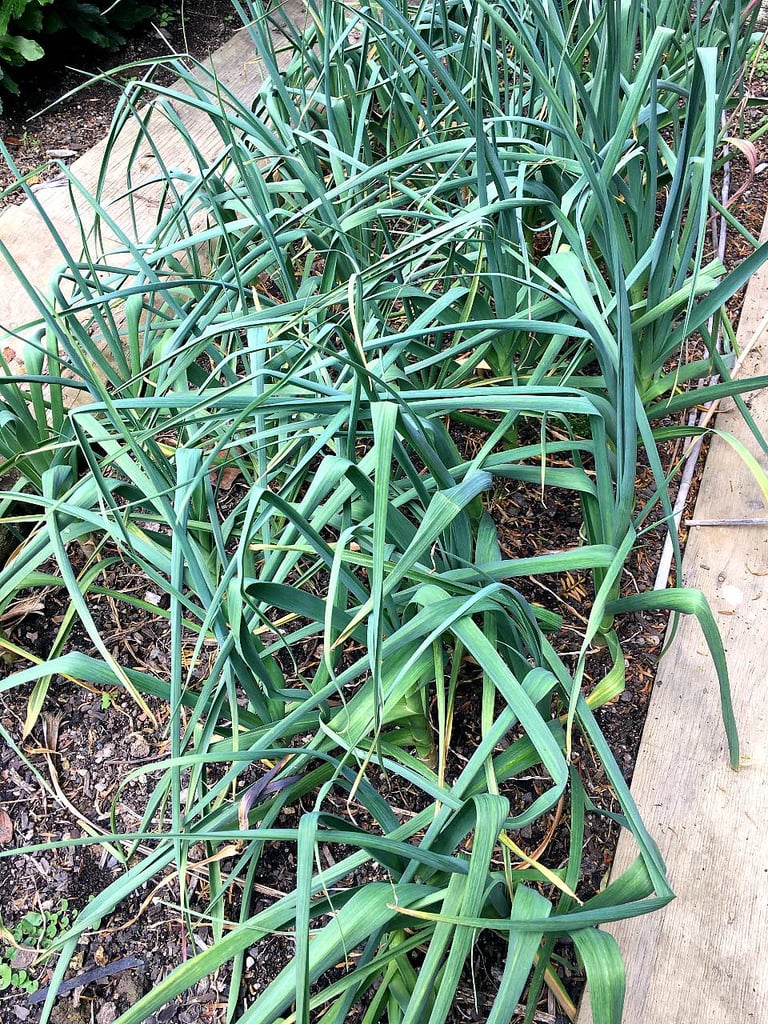 Garlic growing.