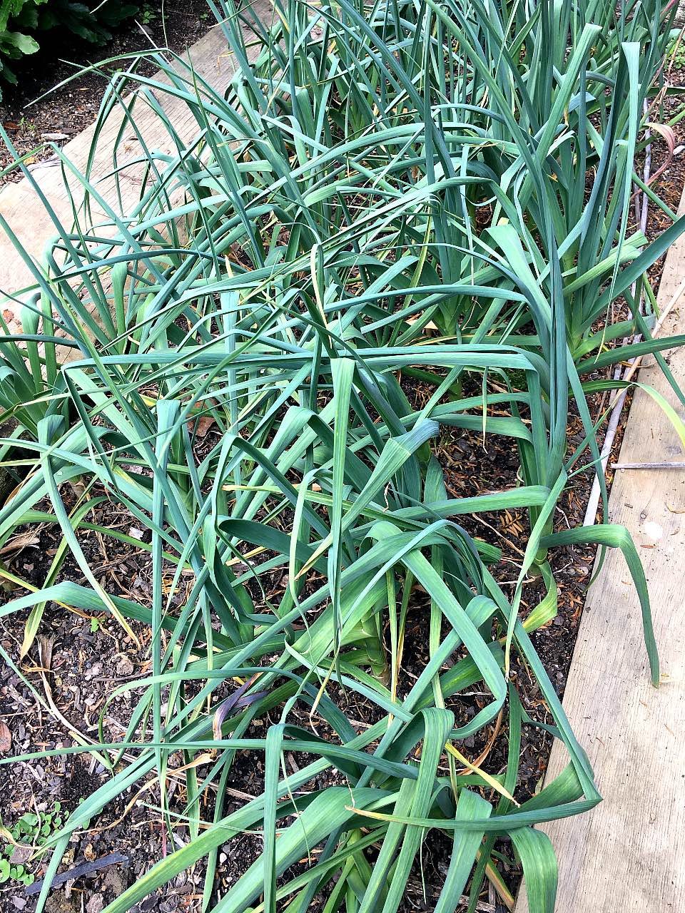 Garlic growing.