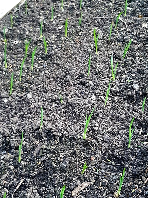 Garlic growing.