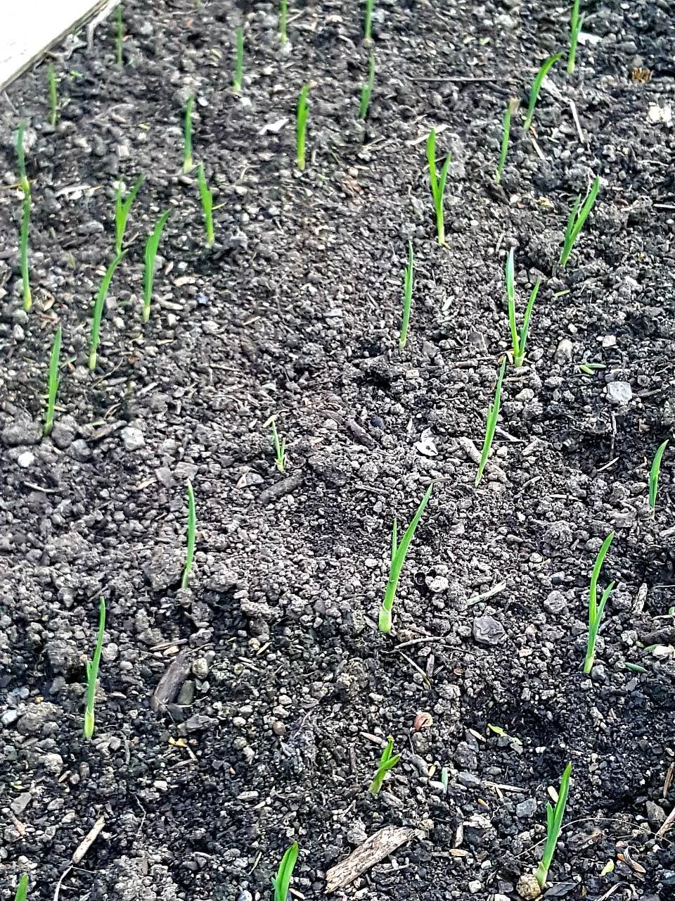 Garlic growing.