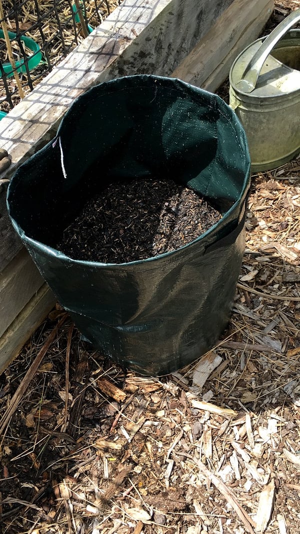 Potatoes just planted.