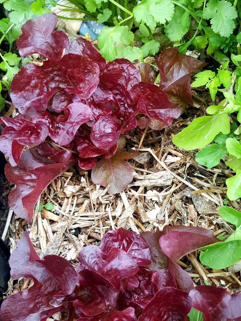 Lettuces