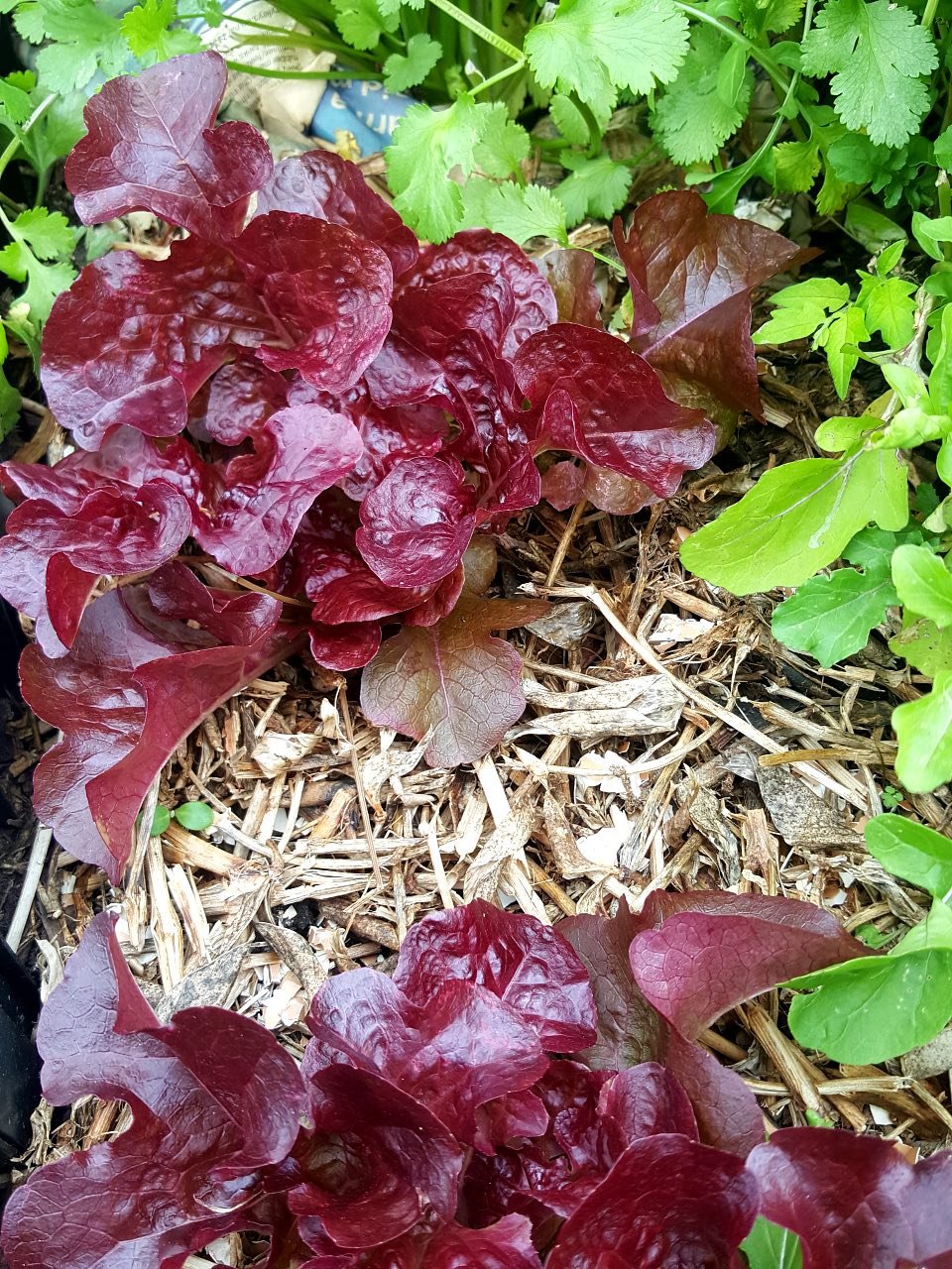 Lettuces