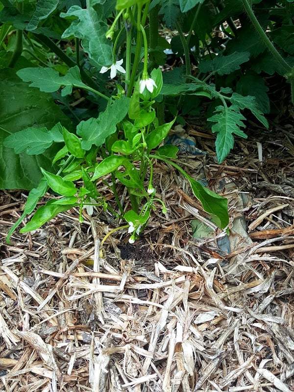 Padron chilli