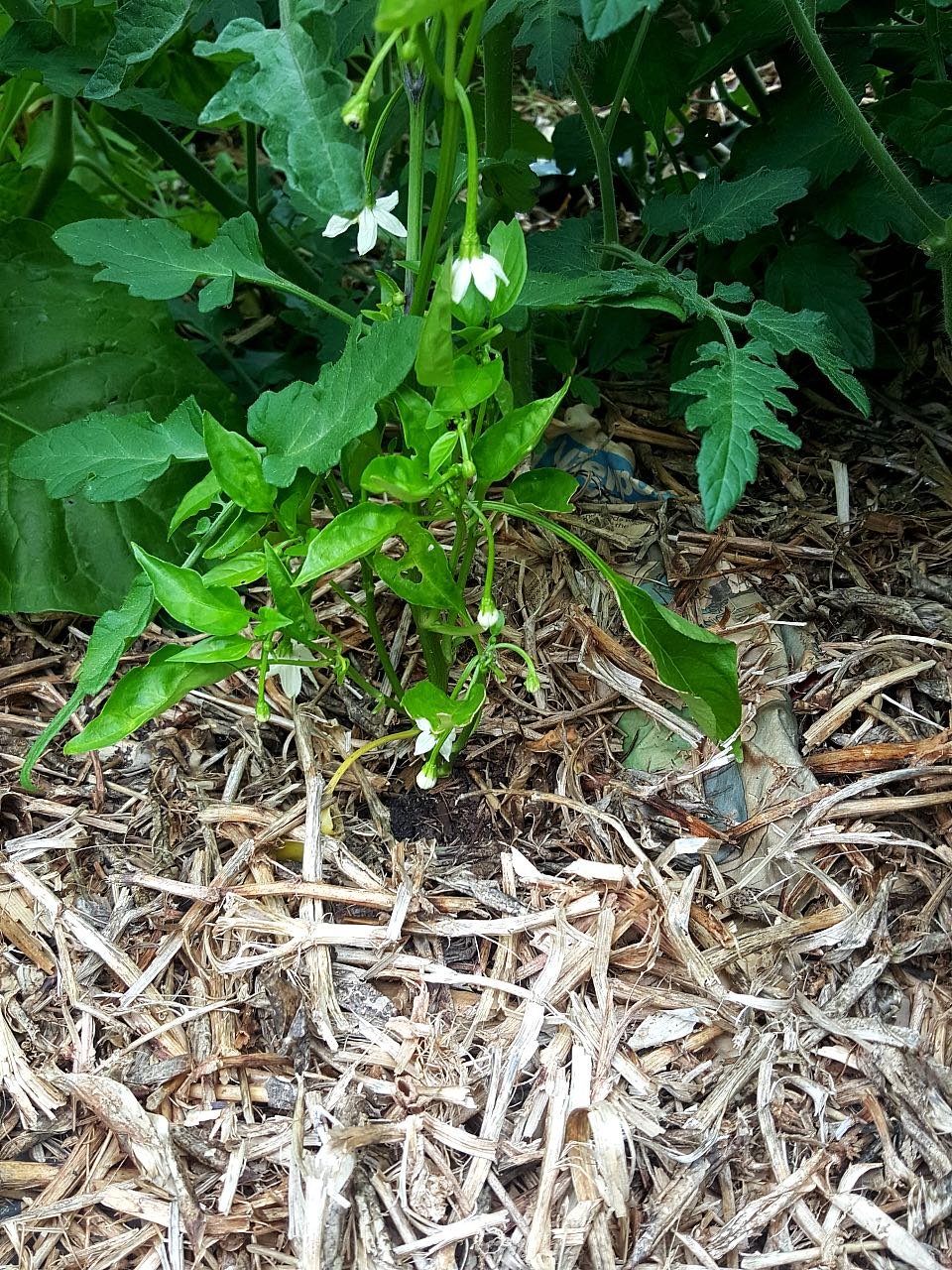 Padron chilli