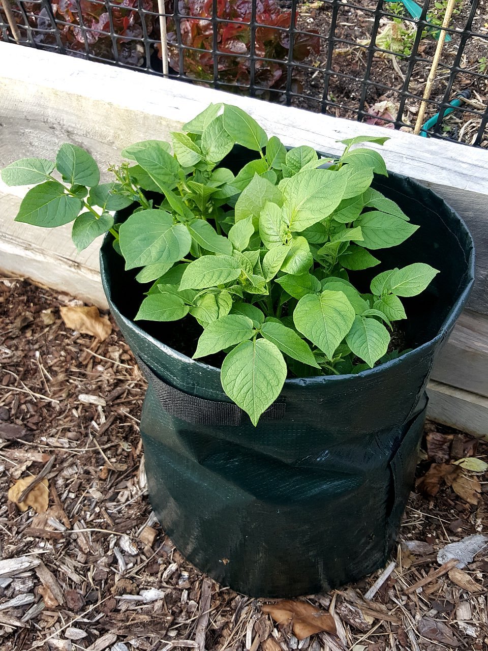Potatoes growing!