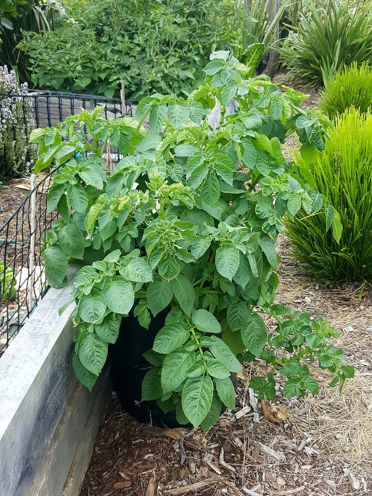 Potatoes starting to flower.