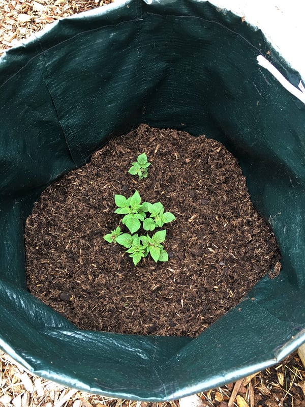 Potatoes sprouting.