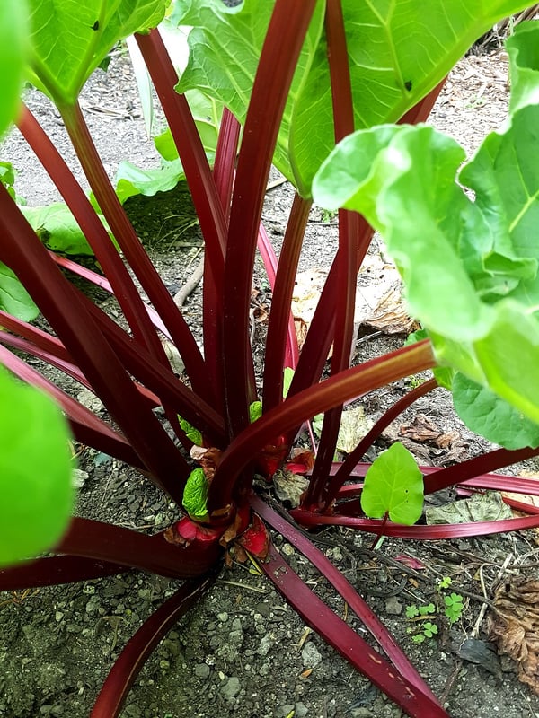 Superb rhubarb.