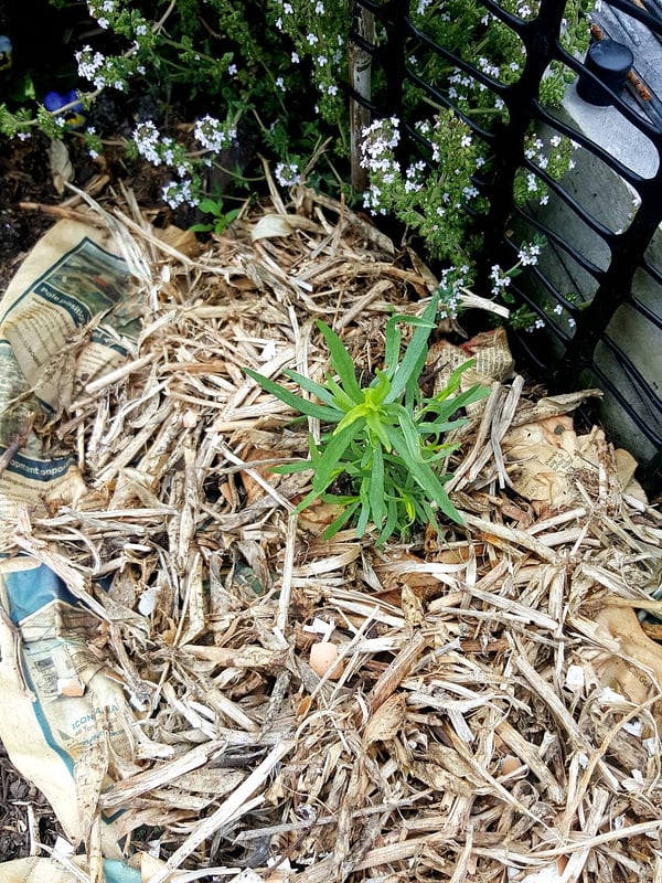 Tarragon