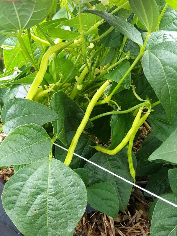 Yellow butter beans.