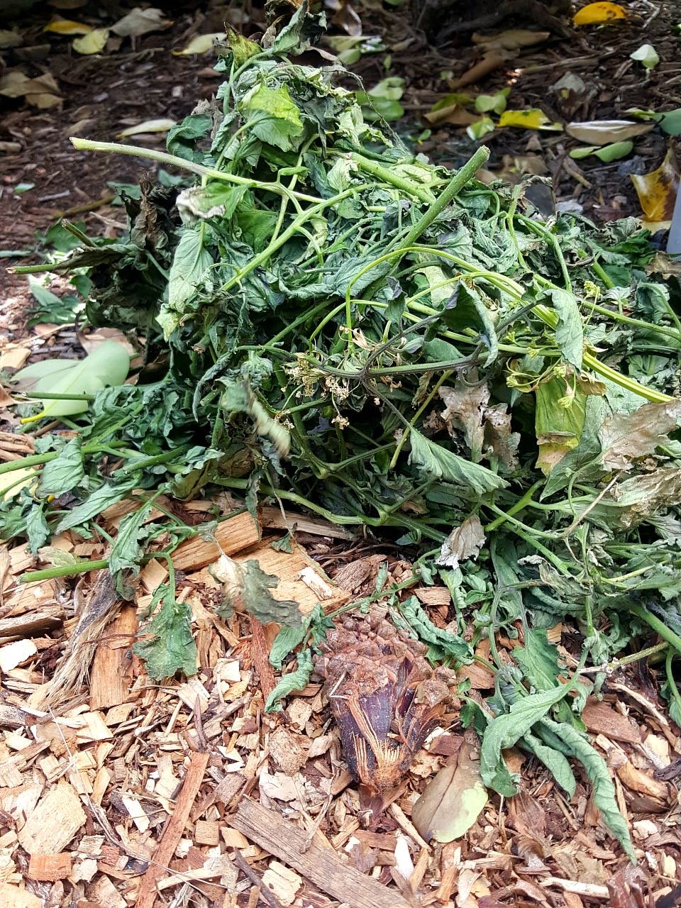 Tomato leaves!