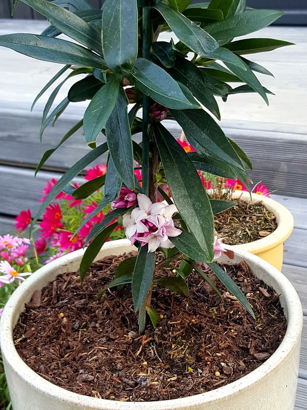 Daphne