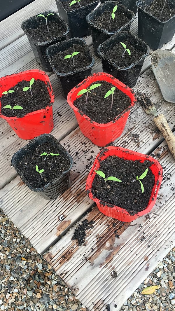 Tomato seedlings