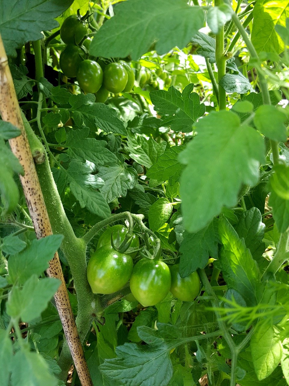 Tomatoes with nipples.