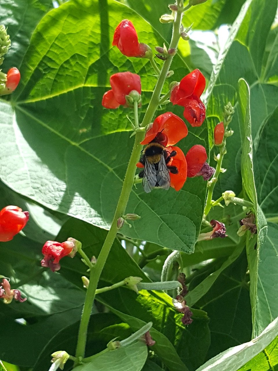 Bumble bee lands.