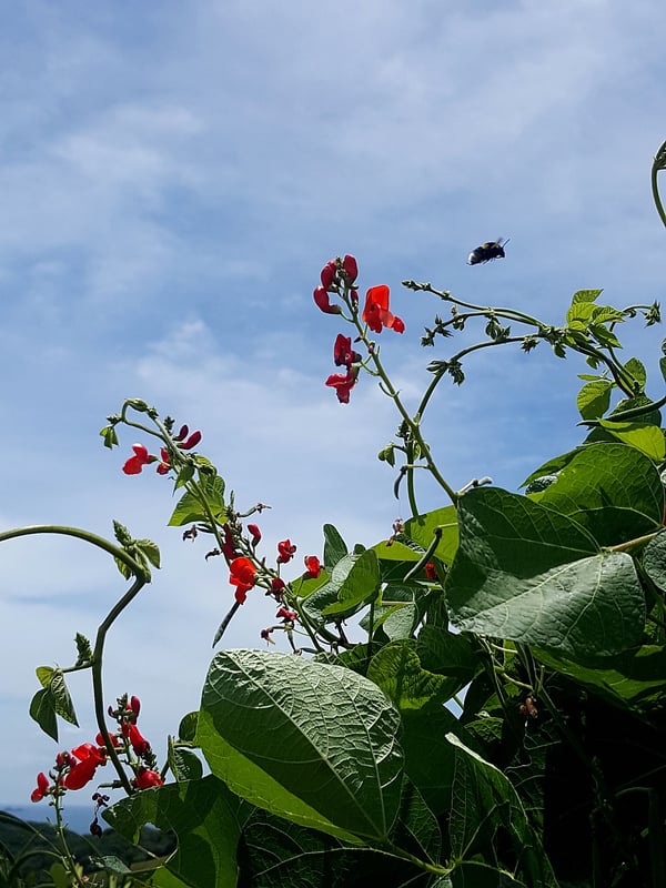 Bumble bee airborne