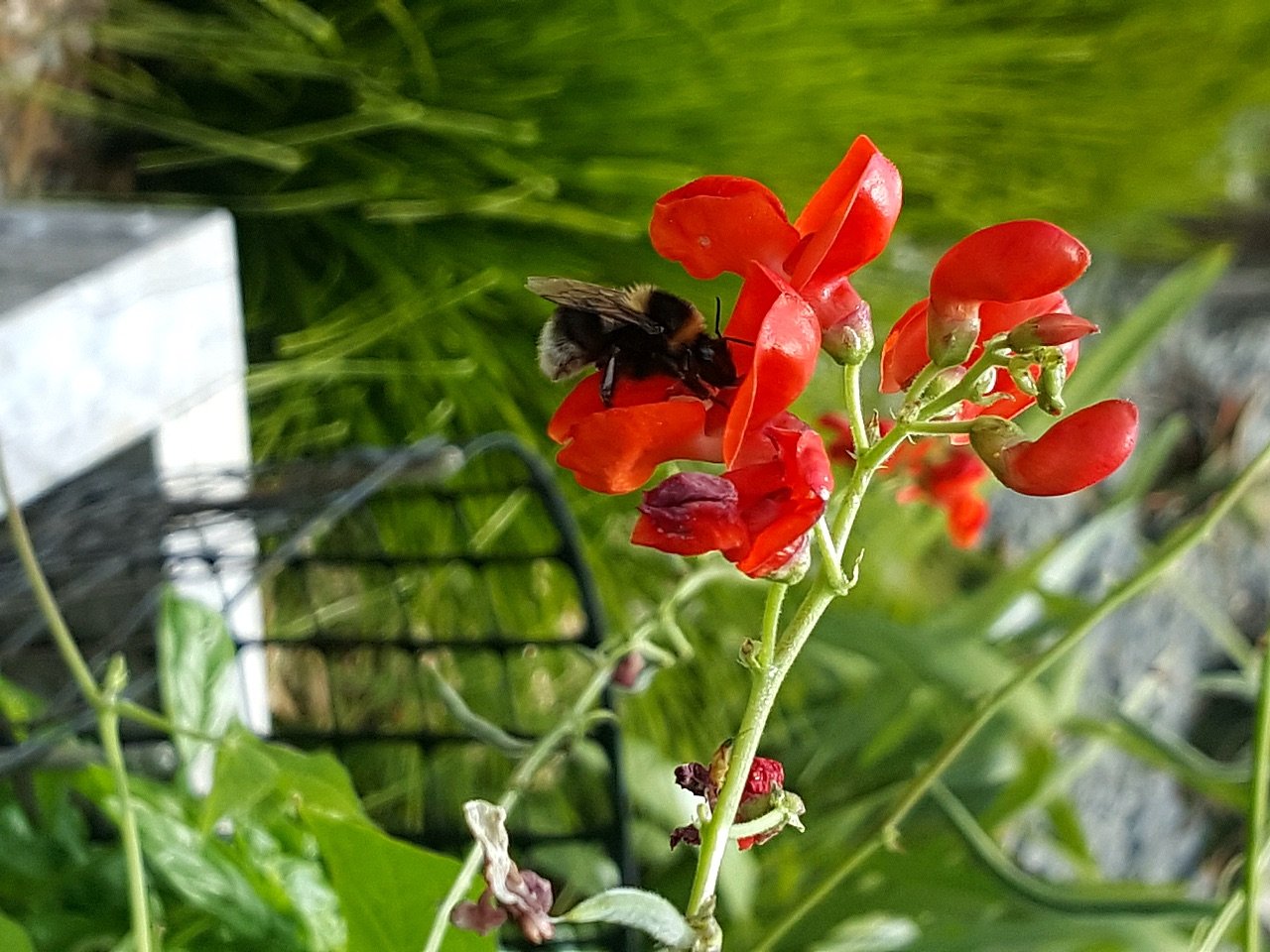 Bumble bee snouting