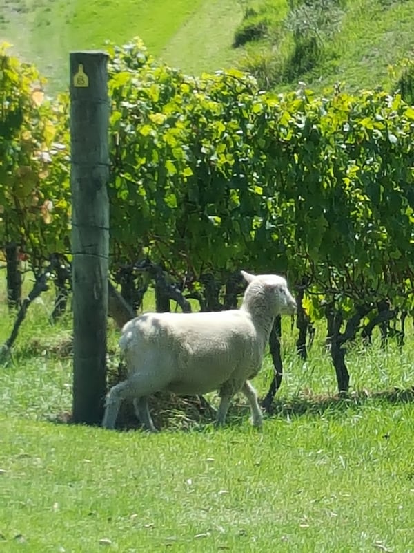 Ruby the sheep