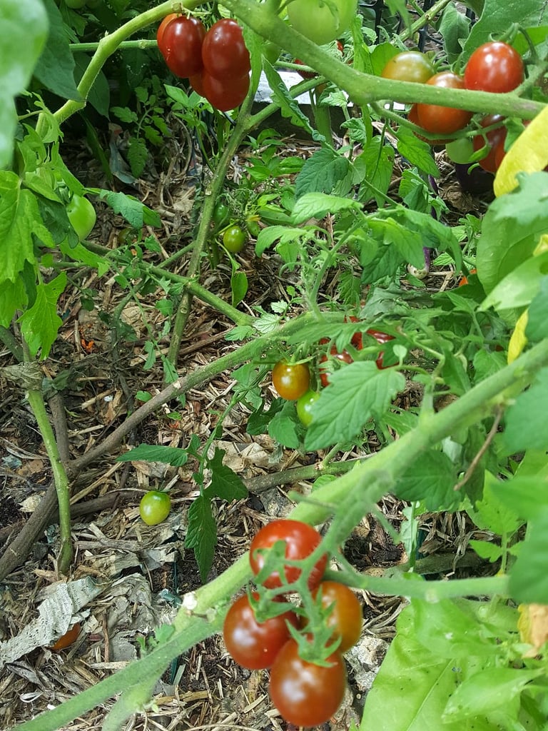 Tomatoes on the vine