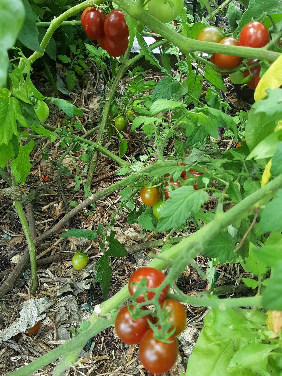 Tomatoes on the vine