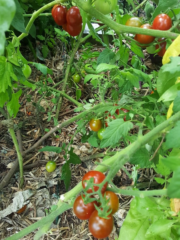 Tomatoes on the vine