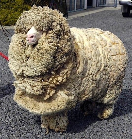 Shrek the sheep