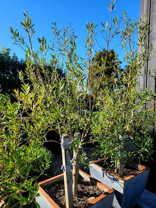 Olives all picked