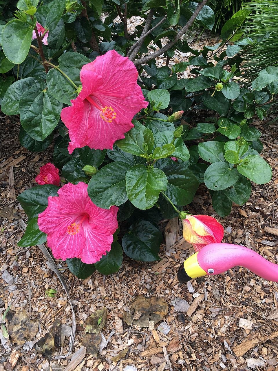 Pink flamingo in the garden