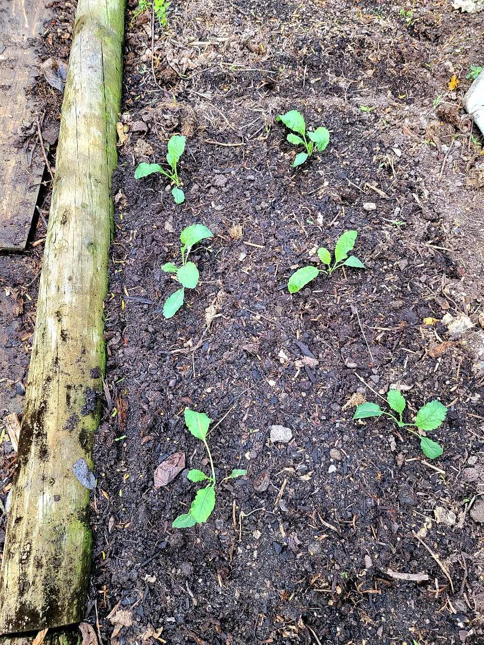 Cavolo nero