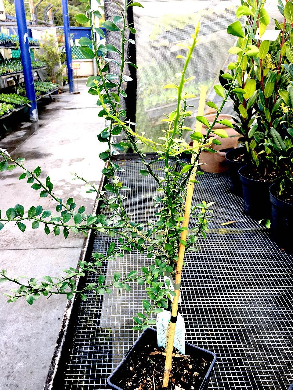 Finger Limes