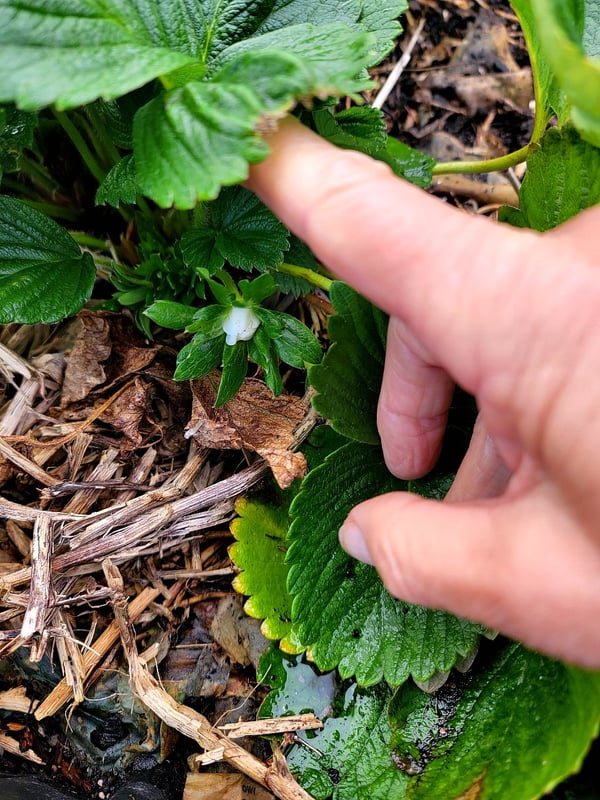 First strawberry!