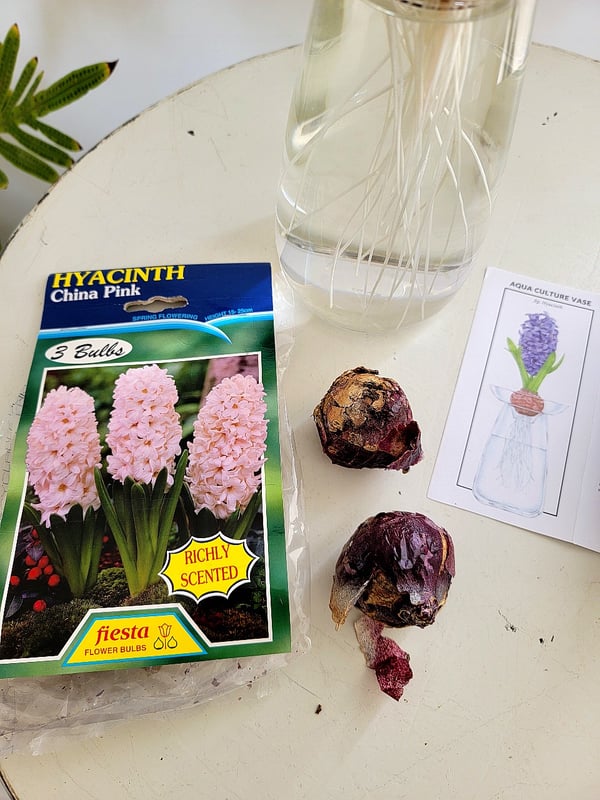 Hyacinth bulbs