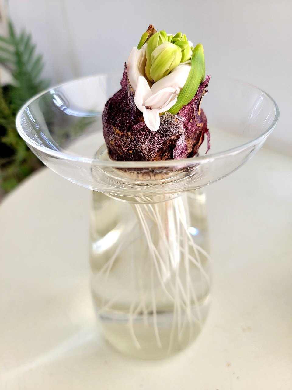 Hyacinth