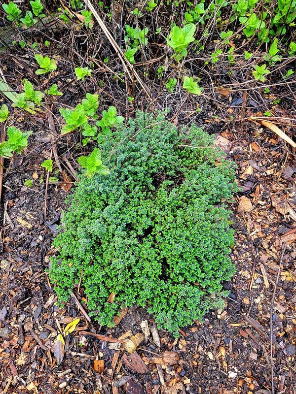 Lemon Thyme