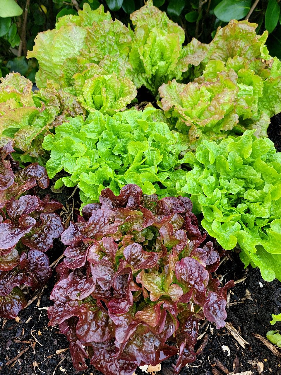 Lettuces