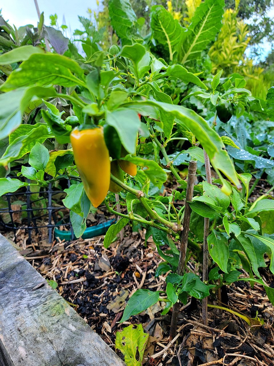 Lunchbox peppers