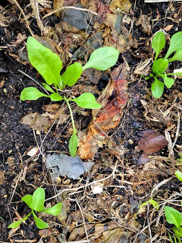 NZ spinach