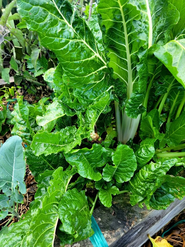 Silverbeet