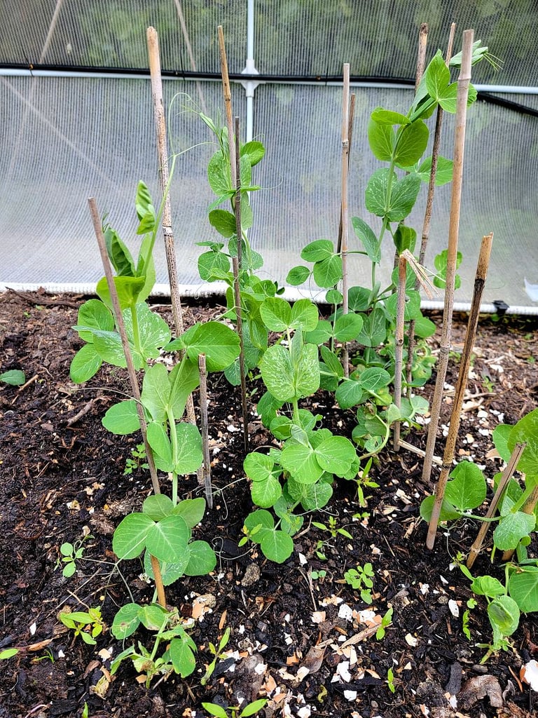 Snow peas