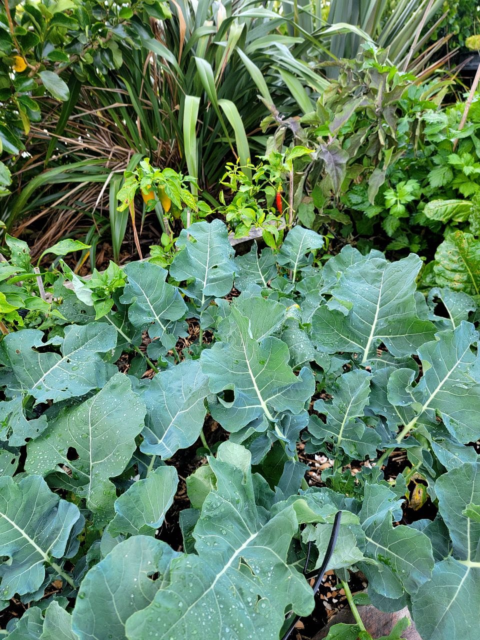 Tender stemmed broccoli
