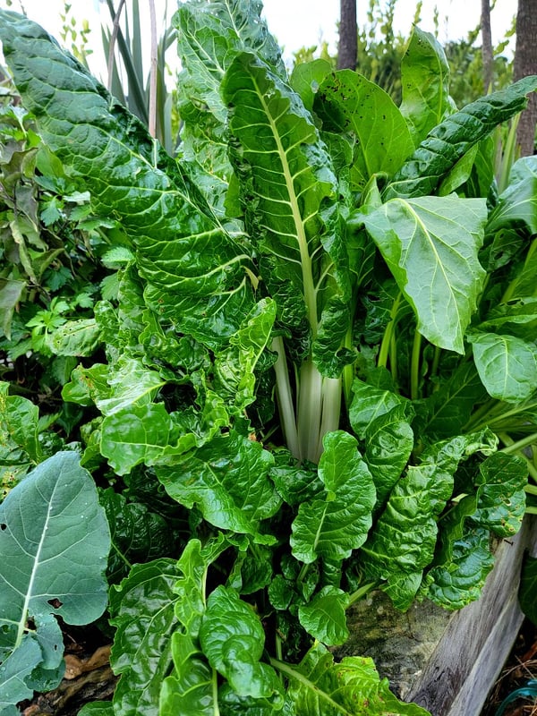 Silverbeet