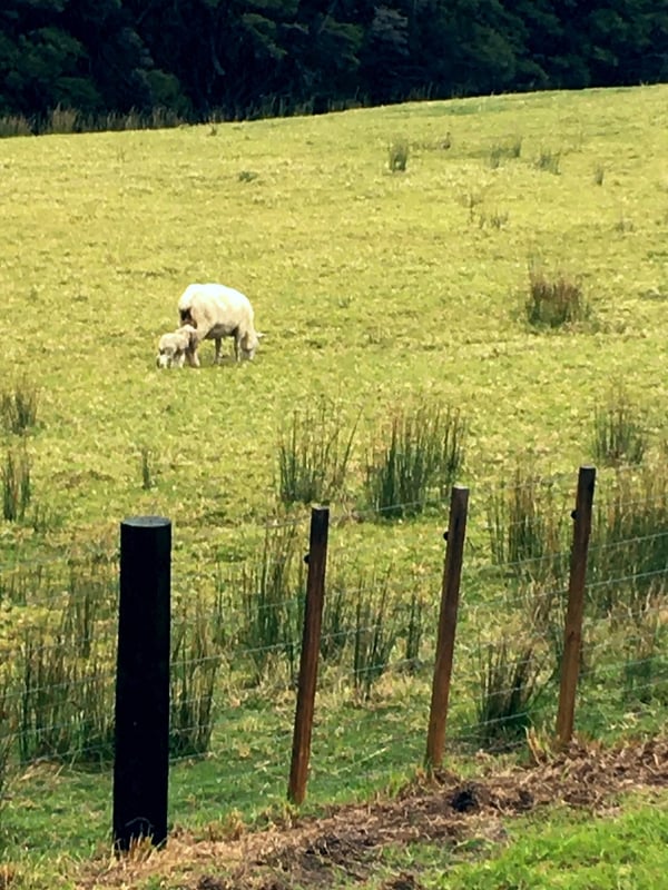 Lamb-
